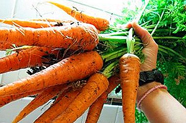 Why carrot can turn out small? How to grow a large and sweet vegetable, which varieties are better?