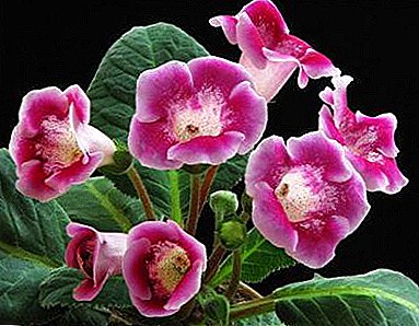 Gloxinia neden çiçek açmaz ve tomurcukları serbest bırakması için nasıl yapılır?