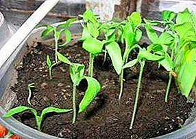 Hvorfor utplantede eggplantplanter ut? Hva skal jeg gjøre og hvordan kan jeg hjelpe henne? Mulige årsaker og måter å forhindre strekk på