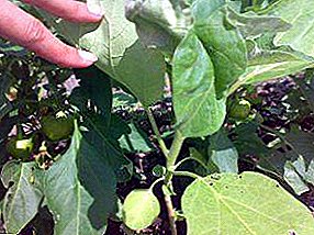 Why does eggplant seedlings wither and fall? What to do if the leaves dry and turn yellow? Step-by-step treatment instructions