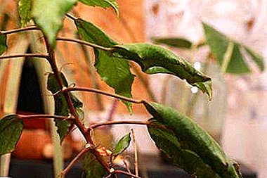 Why do hibiscus leaves curled and how to save the plant?