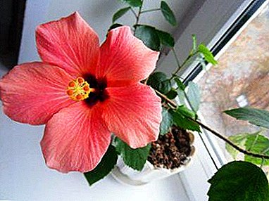 Why does the room hibiscus turn yellow and the leaves fall? Recommendations for solving possible problems
