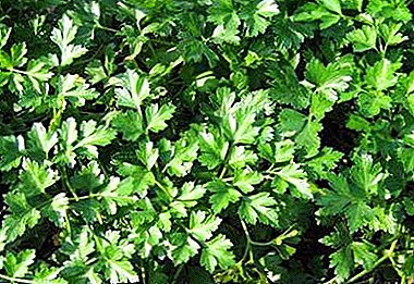 Why curly parsley is forbidden in Russia and what should ordinary cottagers do?