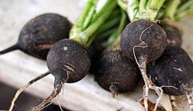 Why is it important to sow black radish on time and when to plant it in the Urals, in Siberia and the Moscow region?