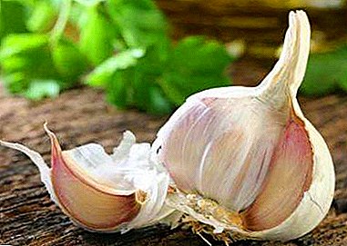 Why do garlic diseases occur and what to do?