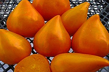 Prezent z Europy - pomidor, niemieckie czerwone i pomarańczowe truskawki w ogrodzie: opis odmiany i zdjęcie.
