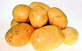 Подарунок з Німеччини - картопля «Крона»: характеристика сорту і корисні поради