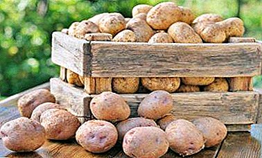 A gift of breeders - potato "Fairy Tale": description of the variety, characteristics, photos