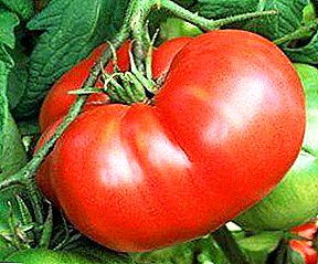 هدية من الحدائق سيبيريا - مجموعة متنوعة من الطماطم "مضياف" والوصف والمواصفات والنصائح