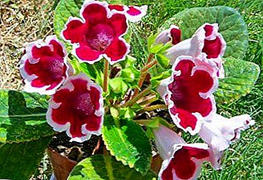We select the pot for gloxinia correctly: what size it should be. Are there any features in planting and watering plants?