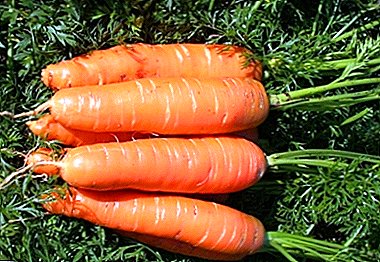 Detailed description and features of the cultivation of carrots variety Abaco