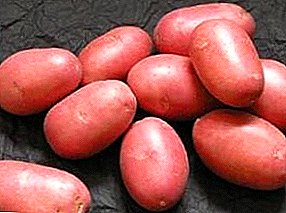 Detailed description of the potato "Desire" - its origin, description of the variety and visual photos