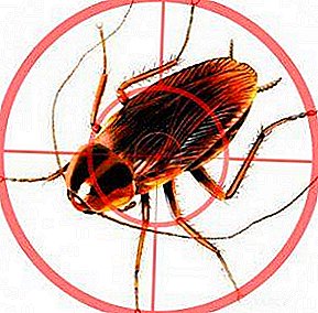 Podrobnosti o tom, jak se zbavit švábů v domě: nejúčinnější způsoby boje, prevence