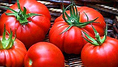 Details on how to grow large tomatoes. Everything you need to know from the choice of varieties to the care of vegetables