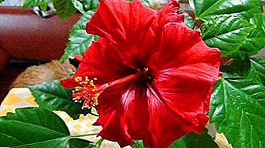 Details on when hibiscus blooms and how long it lasts. Care instructions
