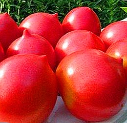 Una descripción detallada de las variedades de invernadero híbridas de tomate "Cúpula de Rusia"