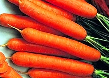 Detailed description of the carrot variety Amsterdam and features of the cultivation of this culture