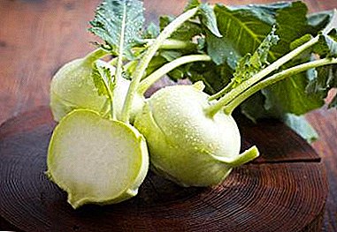 Repollo parecido a la col - ¡conoce kalrabi! Todo lo que necesitas saber sobre esta verdura saludable.