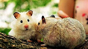Is dille nuttig voor hamsters en welke rassen kan het worden gegeven?