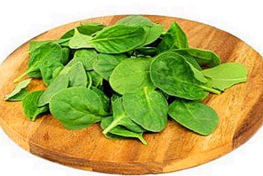 Nützliche Grüns - Spinat. Tipps zum richtigen Kochen und Essen