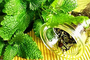 Useful tips: when and how to collect lemon balm for drying for the winter?