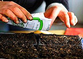 Przydatne wskazówki dotyczące przygotowania nasion bakłażana do siewu sadzonek, a także jak przygotować pojemnik i glebę? Przybliżony czas lądowania