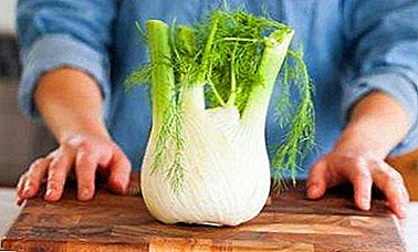 Useful properties of fennel. How to brew and give it to newborns?