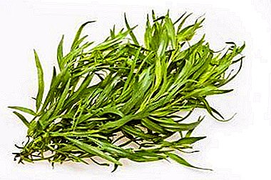 Useful properties and contraindications of tarragon for women. The use of plants in cosmetology and medicine