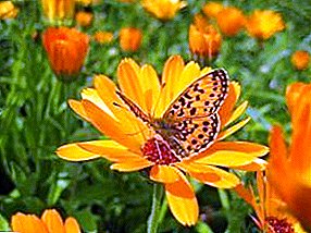 Useful properties of calendula and methods of its cultivation