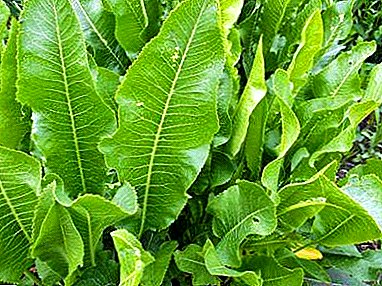 Propiedades útiles de las hojas de rábano picante, recetas de diversas enfermedades.