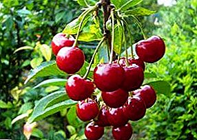 Useful properties of cherries, as well as planting and caring for culture