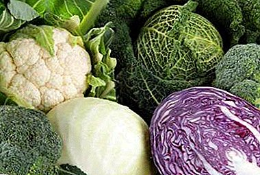 Useful vitamins, calories and chemical composition of different types of cabbage