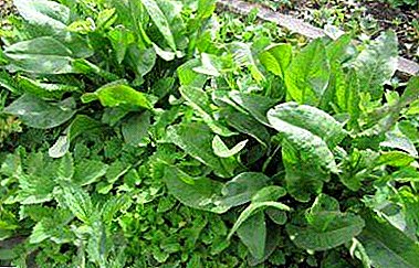Useful belleville sorrel: description, main differences, features of care and planting