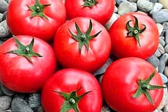 Nuttige en smakelijke tomaat "Dar Zavolzhya Pink" op binnenlandse tuinbedden