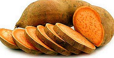 Nyttig søtpotetrot og dens forskjeller fra poteter