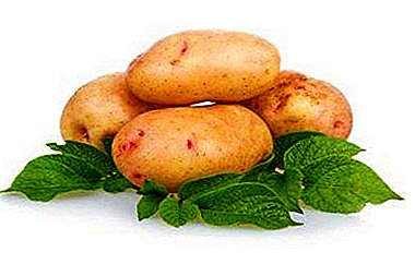 Es útil conocer a cada anfitriona: el tiempo de almacenamiento de las patatas.