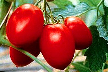 Nützliche Tischdekoration: Tomaten "Zuckercreme" Himbeere, gelb und rot