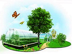Polycarbonate for greenhouses: which is better, size, thickness, density
