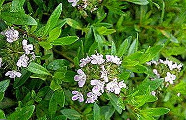 Semi-evergreen wild savory: description, difference from other species, cultivation, care and pest control