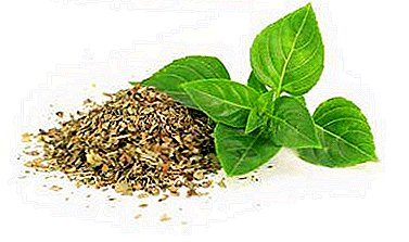 The benefits and harms of dried basil. How to make it at home or where to buy?
