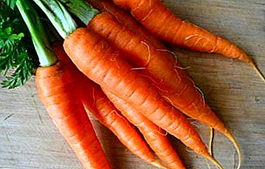 Los beneficios y daños de las zanahorias. ¿Es posible comer una verdura cruda y cómo aplicarla correctamente?