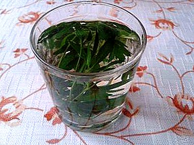 The benefits and harm of parsley broth for the whole family, as well as cooking recipes for different occasions