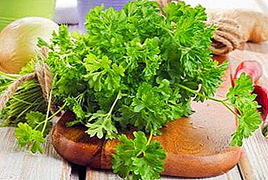 The benefits and harm of parsley for mom and baby during breastfeeding