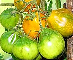 Tomat delikatesse fra Japan - forskellige tomater "gul trøffel"