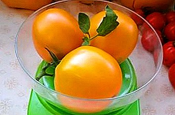 Tomato "Ilya Muromets": characteristics and description of the variety