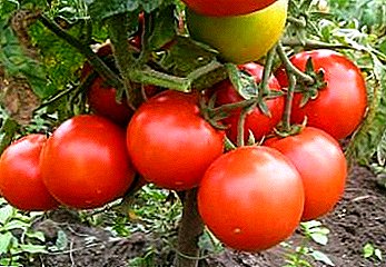 夏の居住者や都会の住人のためのトマト - 説明：トマトの種類 "ネフスキー"