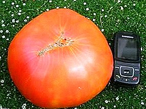 Tomate, imagination frappante par sa taille - variété «Le miracle du jardin» - description et recommandations