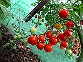 Cherry Tomaten: hoe de beste rassen in de kas te kweken?