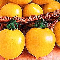 الطماطم "عجائب الدنيا" - مزيج من الجمال والأداء والوصف والخصائص والصور