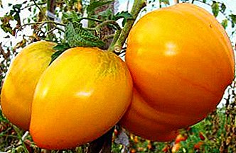 Allergiset tomaatit - appelsiinisydämen tomaattilajike: Kuvat, kuvaus ja pääominaisuudet